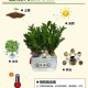 摇钱树种子种植收益详解：如何优化种植策略提高收益？