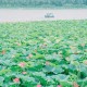 野荷塘秘境：探访自然湿地中的绝美荷花奇观