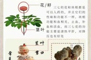 三七功效作用与主治：全面解析三七的药用价值与适用范围