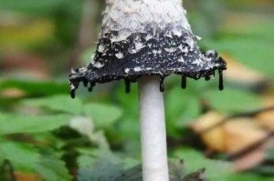 什么的宝库：探索神秘蘑菇的奇妙世界与珍稀品种大全