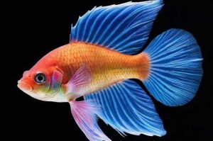 七彩神仙鱼最贵的三种颜色：揭秘顶级观赏鱼的天价色彩