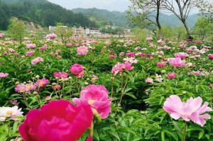 香软玉滑(林芍药)，网友：在花海中邂逅的诗意