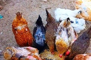 鸡击行动：啄击作战