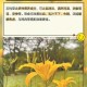 香蕉和忘忧草对焦虑的影响成片已正式发布这一消息令人振奋
