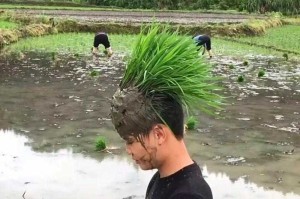 耕云播雨的现代神话插秧表情包的荒诞秀