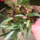 七星剑草图片大全及功效作用详解 - 清热解毒、祛风止痒、活血化瘀