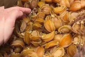 鲍鱼直播：选购时不可忽视的细节!