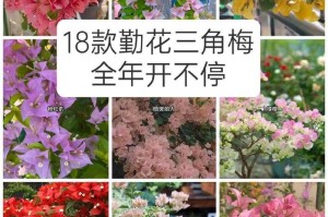 伊娃系列三角梅哪个品种最勤花？伊娃勤花品种推荐与养护技巧