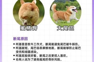 柯基捷径库的优势与劣势分析