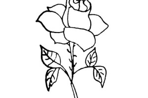 一笔画玫瑰花教程抖音爆火手残党也能秒会的超简单画法