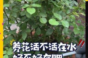 如何给花卉施肥？
