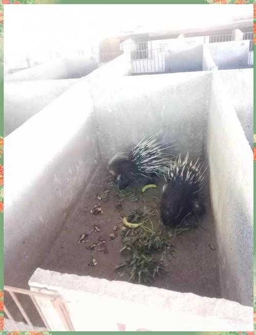 豪猪是什么?豪猪的特点、习性与生活习性全解析