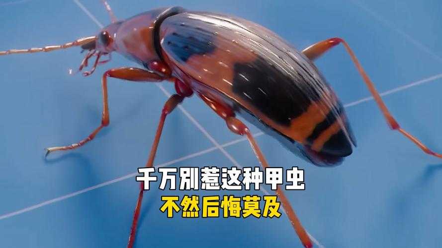 蓝甲虫有没有危险?百科说了吗