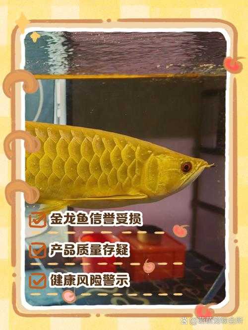 江湖风云录金龙鱼在哪买