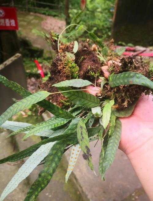 七星剑草图片大全及功效作用详解 - 清热解毒、祛风止痒、活血化瘀