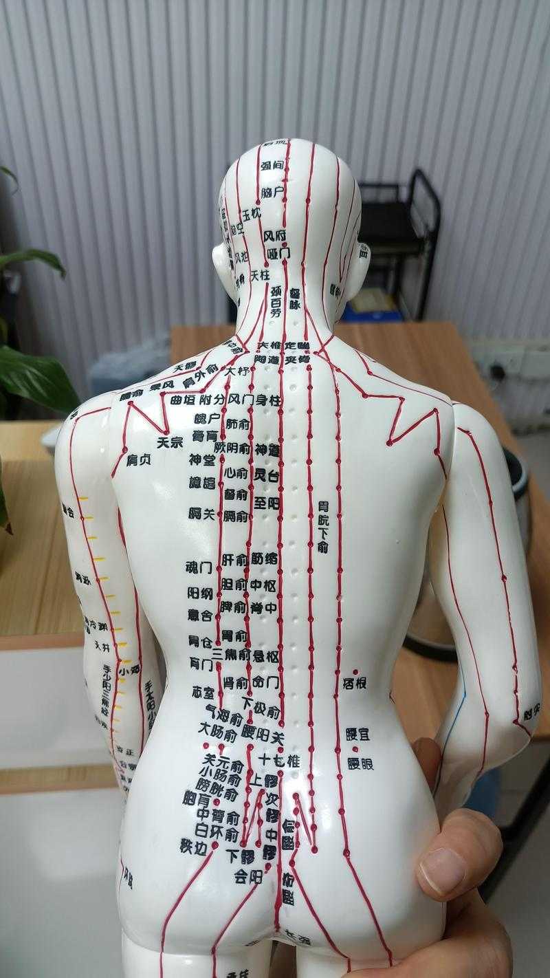 人体经络穴位图解大全:精准定位与养生指南