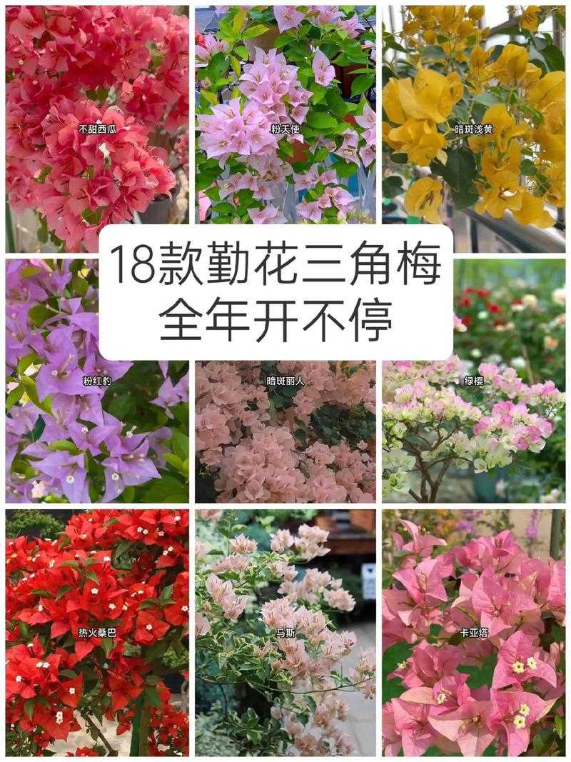 伊娃系列三角梅哪个品种最勤花?伊娃勤花品种推荐与养护技巧