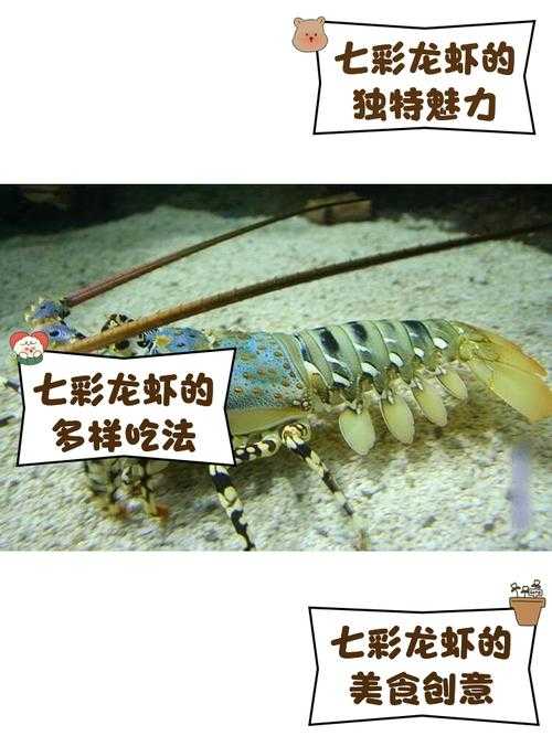 七彩龙虾价格多少钱一斤?七彩龙虾养殖技术与营养价值全解析