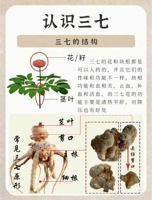 三七功效作用与主治:全面解析三七的药用价值与适用范围