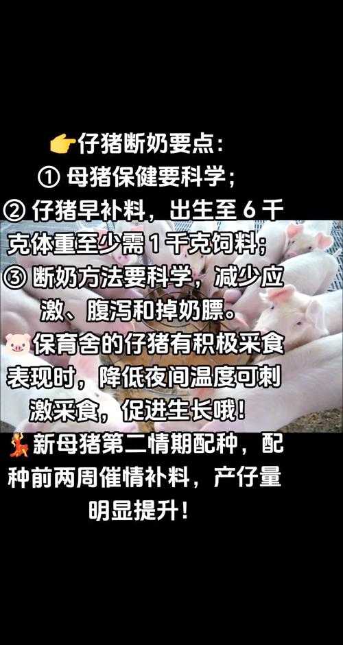 人猪配速120分钟:高效养殖技术与时间管理策略