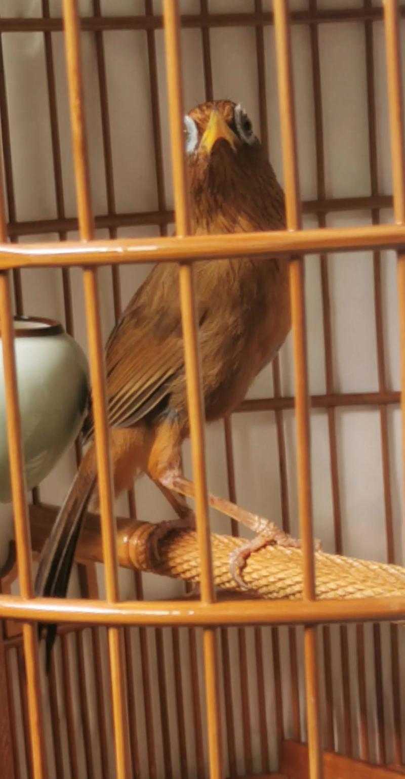 凯里画眉鸟新手必学5个技巧