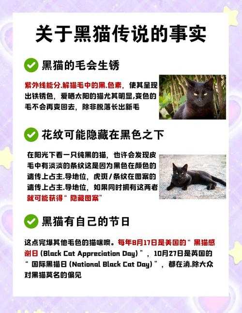 初学者指南：解锁黑猫之梦的秘密