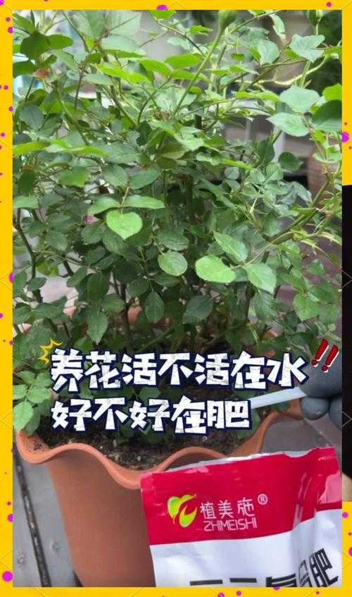 如何给花卉施肥?