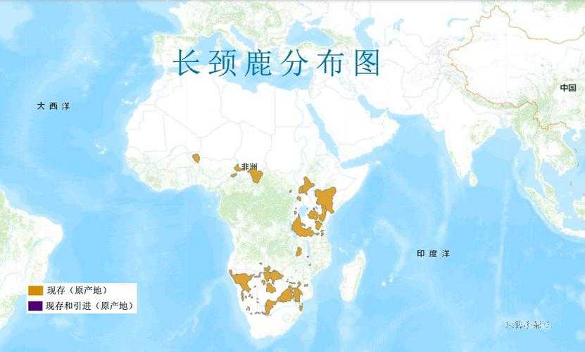长颈鹿的迁徙路线有什么规律？