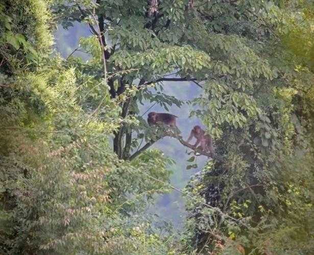 猴群自然孕育全记录:荒野繁衍的原始奇观