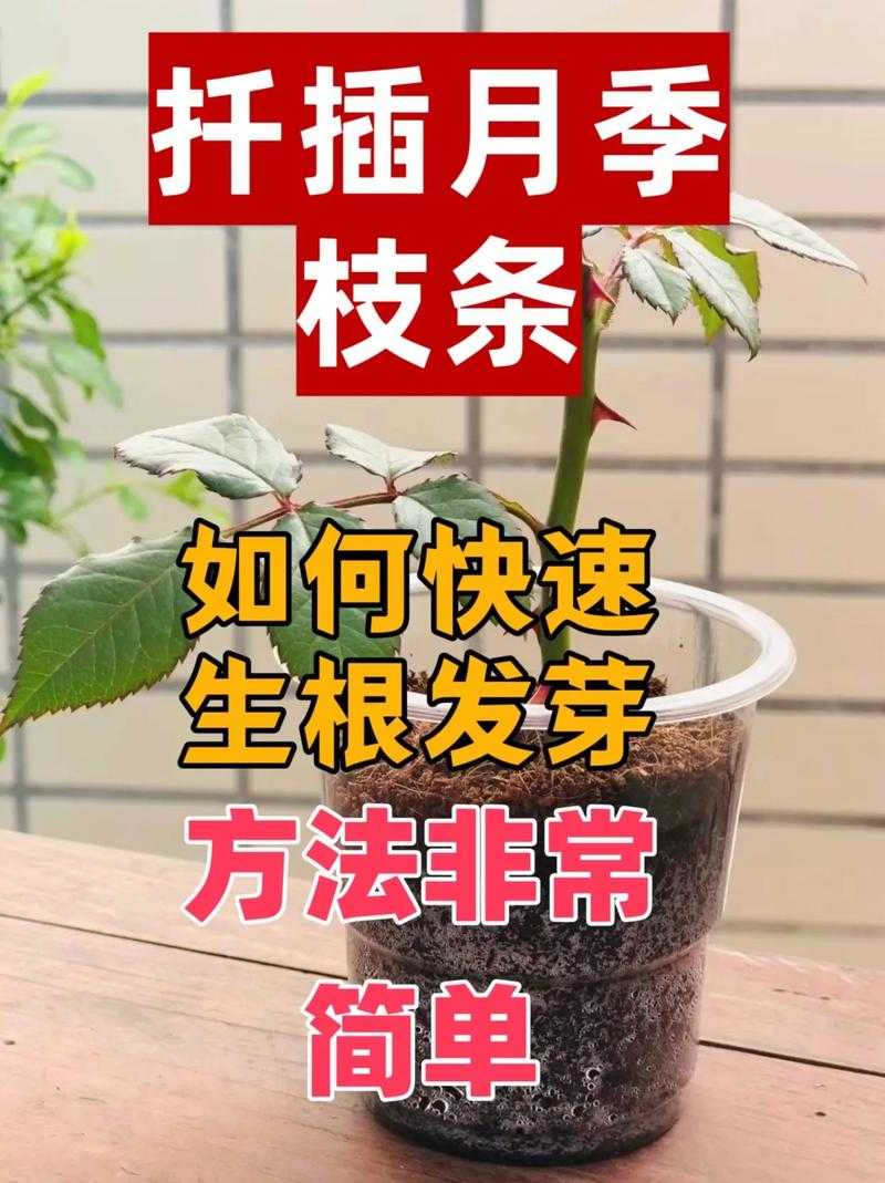 植物扦插全攻略:高效繁殖技巧与视觉化教学视频