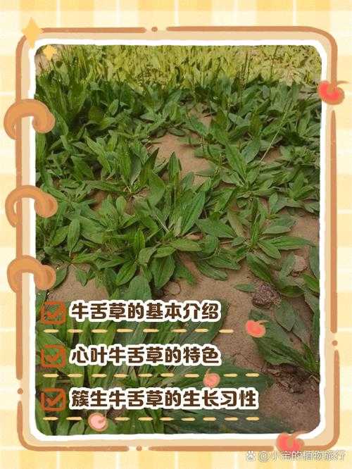 老牛嫩草三个区域特点与区别详解
